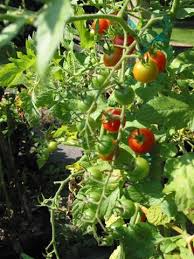Maybe you would like to learn more about one of these? How To Grow Tomatoes Smart Pot Blog Heirloom Tomato Plants Growing Tomatoes Growing Organic Tomatoes