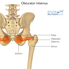 Image result for Obturator Sign