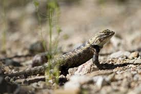 Maybe you would like to learn more about one of these? Desert Spiny Swift For Sale Reptiles For Sale