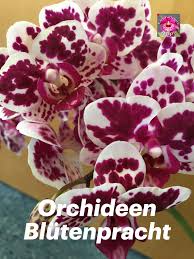 orchideen blutenpracht orchideen bluten blutenpracht