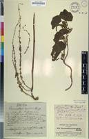 Image result for Chasmanthera dependens