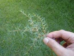 Daun pepaya ini mempunyai manfaat yang penting untuk mengobati kelinci yang susah makan atau juga baik untuk regenerasi pertumbuahan tulang. Hope Tim Deatrick