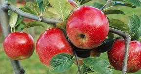 Summer Fruit Tree Care