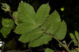 Image result for Brucea antidysenterica