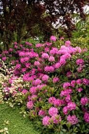 Roseum Elegans Rhododendron Monrovia Roseum Elegans Rhododendron Plants Monrovia Plants Garden Shrubs