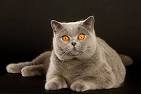 British Shorthair Breeders - Welcome to TICA