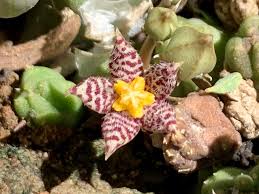 Image result for Piaranthus atrosanguineus