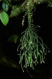 Image result for Huperzia gnidioides