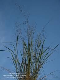 Image result for Eragrostis tenuifolia