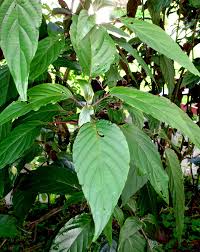 Image result for Justicia australis