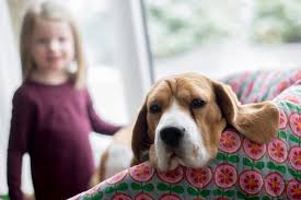 (redirected from stomach cancer in cats and dogs). Dog Cancer Signs And Symptoms