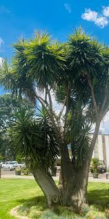 Image result for Polyscias fulva