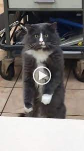 What Lol Funny Cats Cats And Kittens Cute Cat Gif