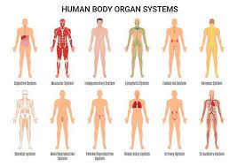 Human Body Organ Systems Science Home School Learning Etsy In 2021 Human Body Organs Human Body Organ System Human Body Systems