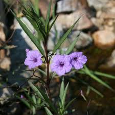 Image result for Gutenbergia rueppellii