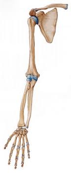 · brachialis, brachio, and brachii pertain to the upper arm. Arm And Hand Bone Anatomy Diagram Quizlet