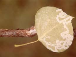 Black bugs on aspen trees. Common Insects Diseases Of Aspen Colorado State Forest Service