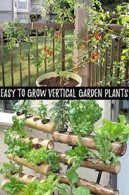13 Easy To Grow Vertical Garden Plants Vertical Garden Plants Plants Vertical Garden