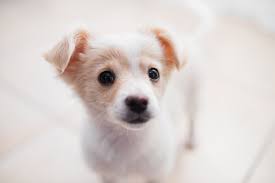 Pin On Dog Advice