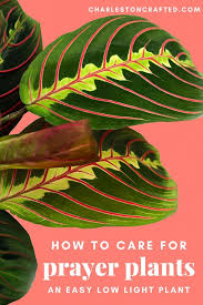 We did not find results for: Prayer Plant Propagation The Easiest Way