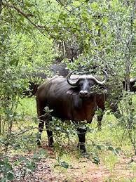 Image result for Afrosolen zambeziacus