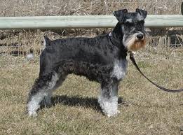 Black And Silver Giant Schnauzer Puppies For Sale Update Almost All Of Our Puppies Are Here Or Will Be Here Between Now Christmas 2015 This Is Th Schnauzer Puppy Black Puppy Miniature Schnauzer Puppies