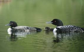 Black Bird With White Ring Around Neck Common Loon Bird Common Loon I Like Birds Bird
