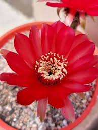 Image result for Cavacoa aurea