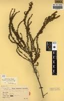 Image result for Cliffortia nitidula