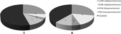 Is a computer networking company based out of jalan tiara 2, klang, selangor, malaysia. Diversity Of Purple Nonsulfur Bacteria In Shrimp Ponds With Varying Mercury Levels Sciencedirect