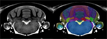 Atlas of the neonatal rat brain by ramachandra and subramanian describes rat brains at p1, p7 the series of atlases of the developing rat brain in stereotaxic coordinates that we propose here has. An Mri Derived Neuroanatomical Atlas Of The Fischer 344 Rat Brain Scientific Reports