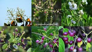 Image result for Salvadoraceae