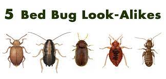Five Bed Bug Look A Likes Bedbugs Http Www Pctonline Com Article Bed Bug Look Alikes Bed Bug Size Bed Bugs Bed Bug Spray
