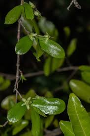 Image result for Brackenridgea