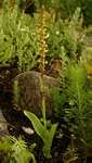 Image result for Satyrium volkensii