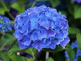Название синих цветов