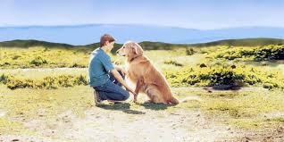Chance follows the chef holding chance follows the chef holding plates with food, and tries to get him to feed him: Homeward Bound The Incredible Journey 1993 Rotten Tomatoes