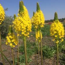 Image result for Cenchrus caudatus