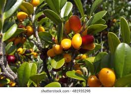 Image result for Diospyros ferrea