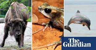 10 recently extinct fish the blue walleye, a recently extinct animal. Bison Recovering But 31 Other Species Now Extinct Says Red List Endangered Species The Guardian