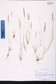 Image result for Sporobolus agrostoides