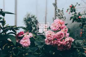 Aesthetic wallpaper for android and iphone#aestheticwallpaper#aestheticphotography#aestheticbackground#spaceaesthetic#. Aesthetic Pinterest Floral Desktop Wallpaper Novocom Top