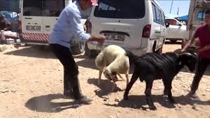 Gaziantep Te Kurban Pazarlarinda Yogunluk Yasaniyor Dailymotion Video