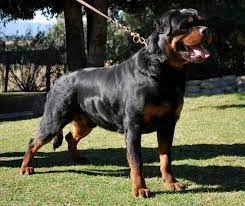 Rex Von Ruelmann Rottweiler Dog Rottweiler Rottweiler Puppies