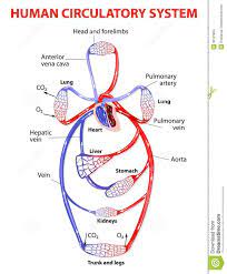 Double Circulatory System Illustration About Cardiology Cava Brain Bloodstream Circulation Digest In 2021 Circulatory System Human Circulatory System Fifth Grade