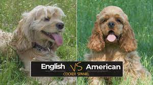 American Cocker Spaniel Vs English Cocker Spaniel Which One Is A Better Dog Breed For You Youtube