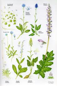 Image result for Campanulaceae