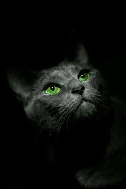 Black Green Mavi Kediler Mavi Rus Kedisi Kediler Ve Yavrulari
