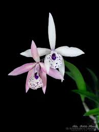 Image result for Isopyrum nipponicum