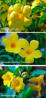 Check spelling or type a new query. Dr Bill S Plantoftheweek Allamanda Cathartica A Mainstay Of Our Summer Displays Is Allamanda Large Yello Planting Flowers Trendy Flowers Amazing Flowers